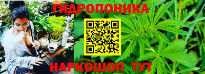 шишки Обь